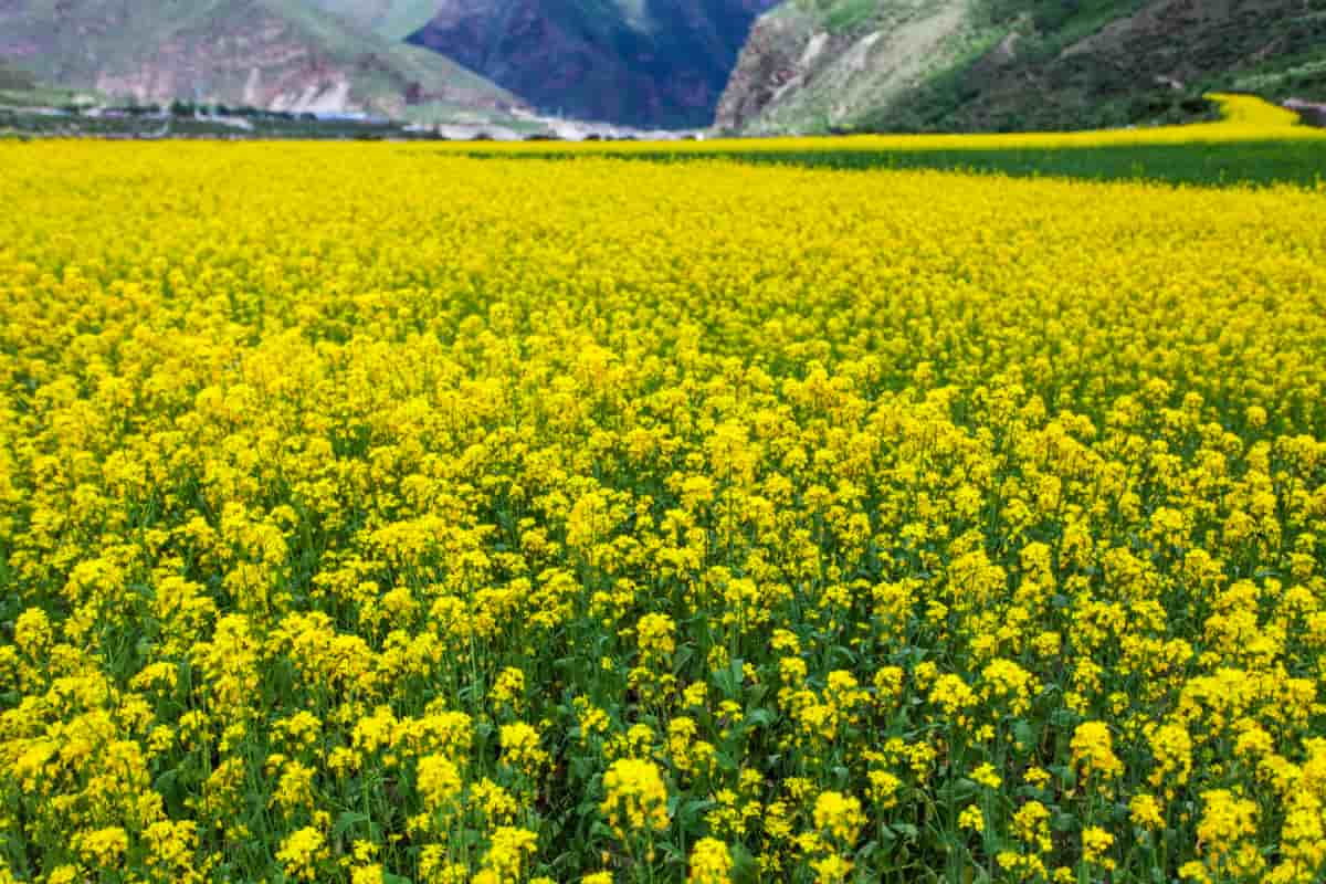 Paddy Waste Management